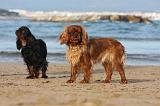 KING CHARLES SPANIEL 107